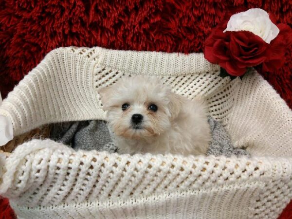 Coton De Tulear-DOG-Female-White-6565-Petland Robinson, Pittsburgh, PA