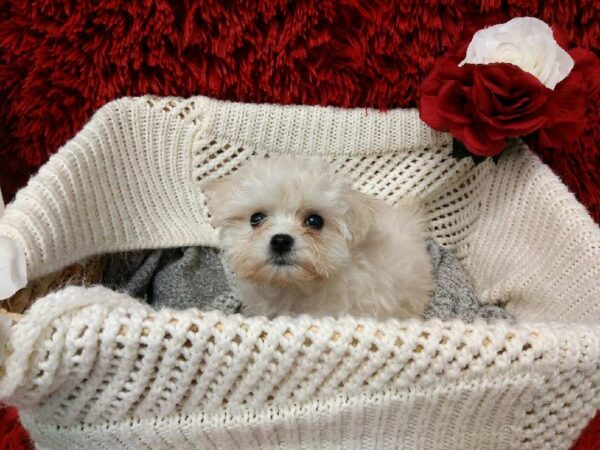 Coton De Tulear DOG Female White 6565 Petland Robinson, PA