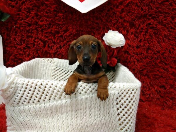 Dachshund-DOG-Male-Red-6566-Petland Robinson, Pittsburgh, PA