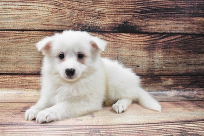 American Eskimo-DOG-Male-White-6589-Petland Robinson, Pittsburgh, PA