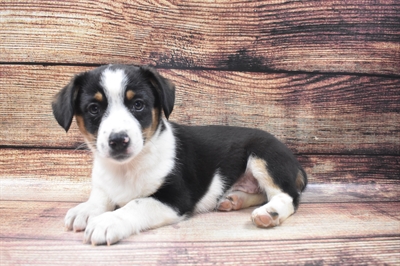 Auggie-DOG-Female-Merle-6590-Petland Robinson, Pittsburgh, PA