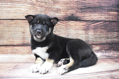 Shiba Inu DOG Female Black and Tan 6591 Petland Robinson, PA