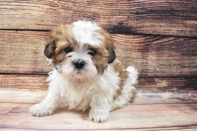 Teddy Bear-DOG-Male-Gold and White-6592-Petland Robinson, Pittsburgh, PA