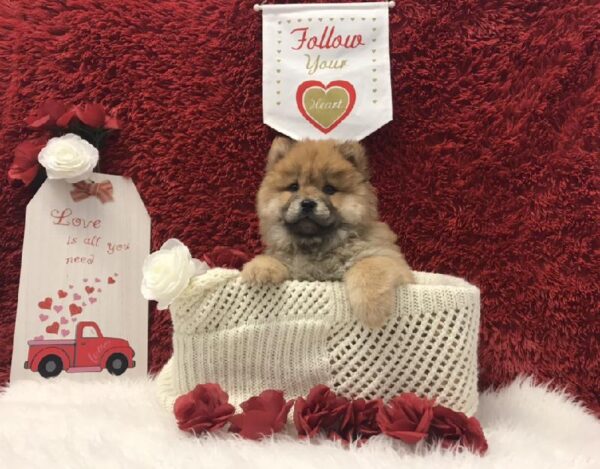 Chow Chow-DOG-Male-Red-6603-Petland Robinson, PA