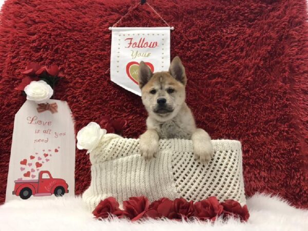 Chowsky-DOG-Male-Red-6602-Petland Robinson, Pittsburgh, PA