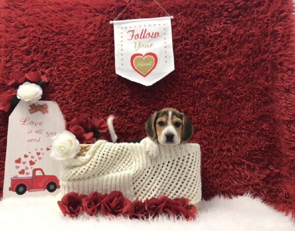 Beagle-DOG-Male-Black White / Tan-6600-Petland Robinson, Pittsburgh, PA