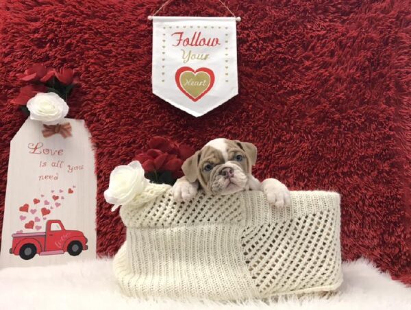 English Bulldog-DOG-Male-Chocolate Fawn-6599-Petland Robinson, Pittsburgh, PA