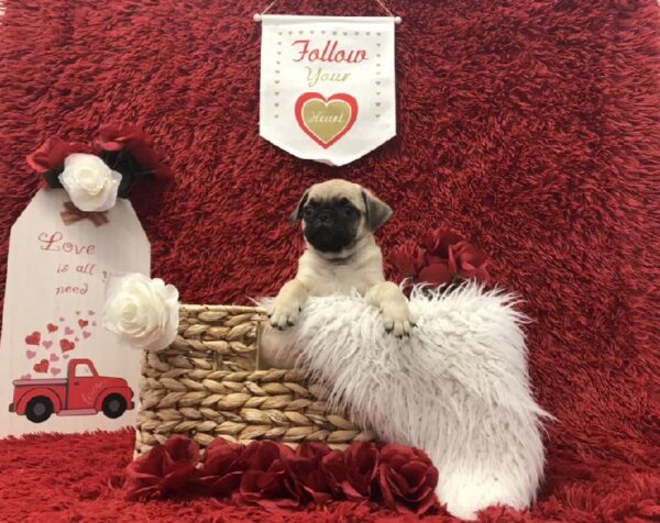 Pug-DOG-Male-Fawn-6609-Petland Robinson, Pittsburgh, PA