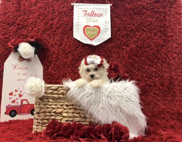 Coton De Tulear-DOG-Female-White-6607-Petland Robinson, Pittsburgh, PA