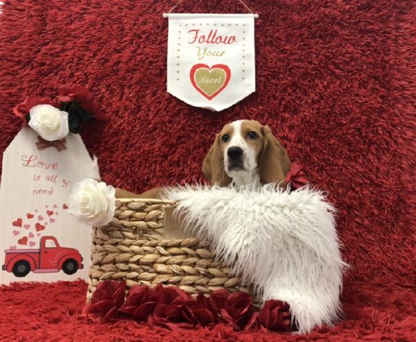 Bagel-DOG-Female-Red / White-6619-Petland Robinson, Pittsburgh, PA