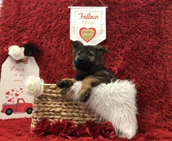 German Shepherd-DOG-Male-Sable-6622-Petland Robinson, Pittsburgh, PA