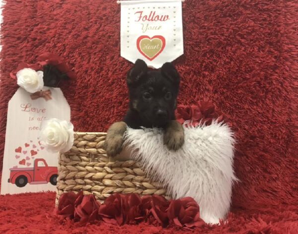 German Shepherd-DOG-Female-Black / Tan-6623-Petland Robinson, Pittsburgh, PA