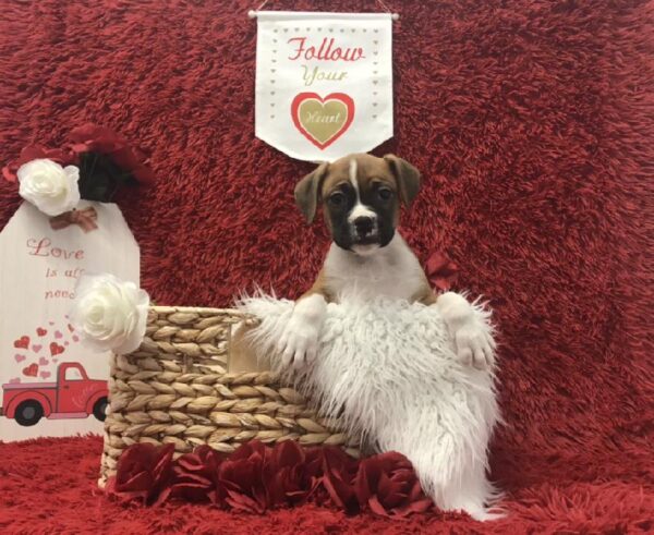 Boxer-DOG-Female-Fawn-6604-Petland Robinson, Pittsburgh, PA