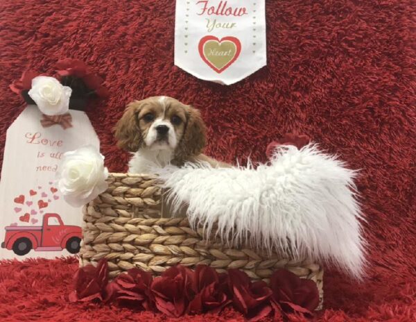 Cavalier King Charles Spaniel DOG Male Blenheim 6605 Petland Robinson, PA