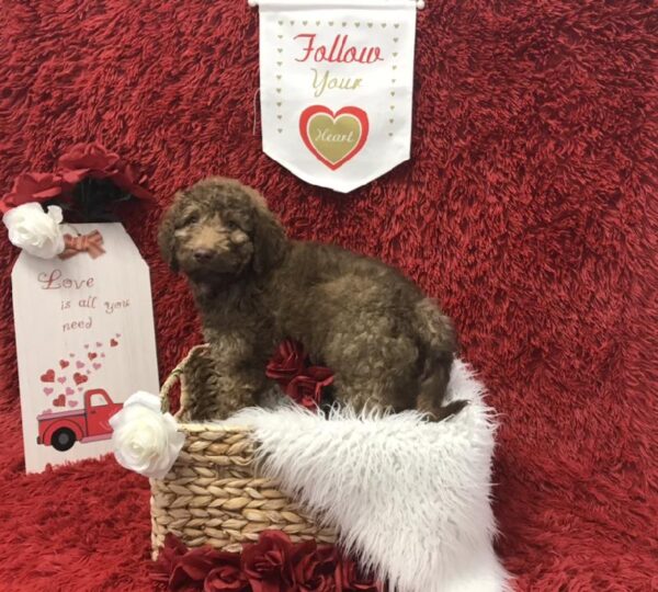 ChesaDoodle-DOG-Male-Dead Grass-6606-Petland Robinson, Pittsburgh, PA