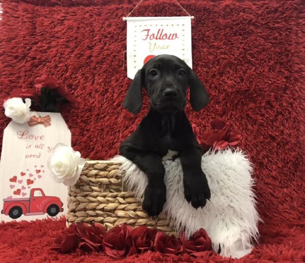 Great Dane-DOG-Female-Black-6610-Petland Robinson, Pittsburgh, PA