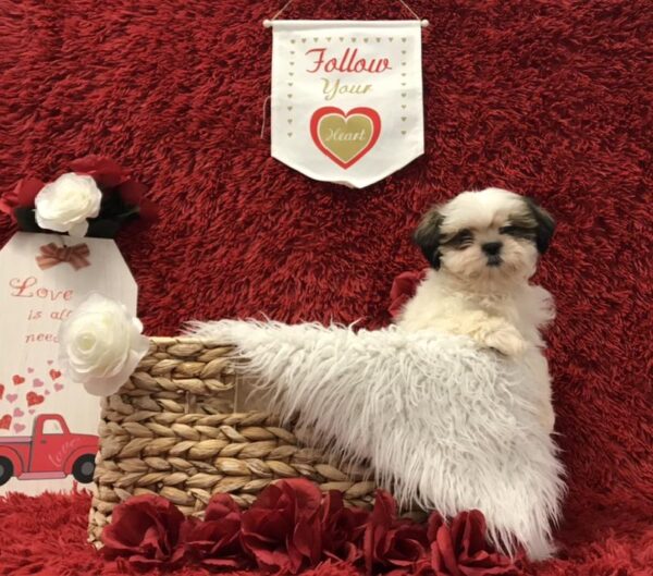 Shih Tzu-DOG-Male-Gold / White-6620-Petland Robinson, Pittsburgh, PA