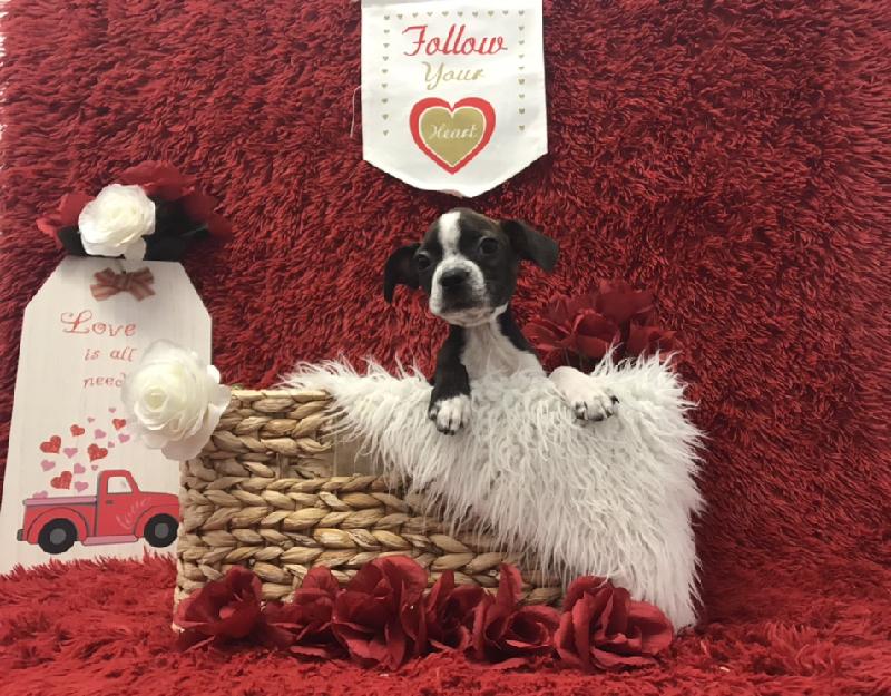 Boggle Puppy Brindle ID:6618 Located at Petland Robinson, Pittsburgh, PA