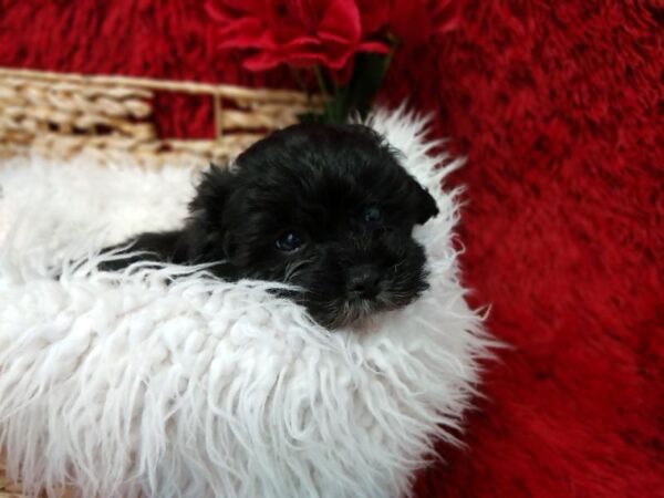 Lhasa-Poo DOG Male Black 6625 Petland Robinson, PA