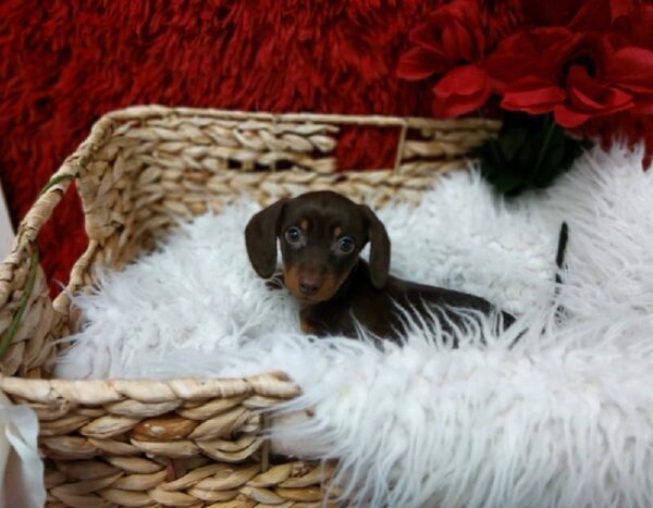 Dachshund-DOG-Female-Chocolate / Tan-6621-Petland Robinson, Pittsburgh, PA