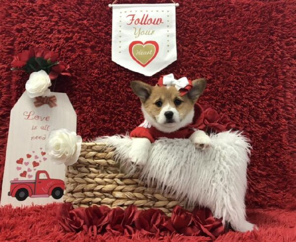 Pembroke Welsh Corgi-DOG-Female-Red / White-6638-Petland Robinson, Pittsburgh, PA