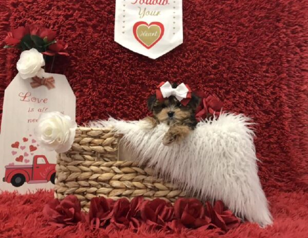 Yorkie-DOG-Female-Black / Tan-6634-Petland Robinson, Pittsburgh, PA