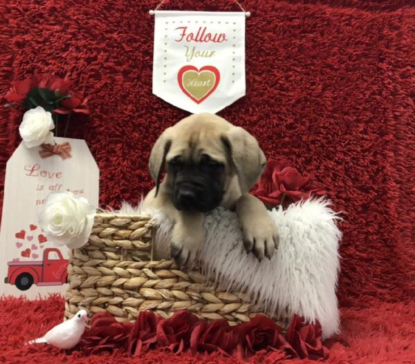 English Mastiff DOG Male Fawn 6640 Petland Robinson, PA