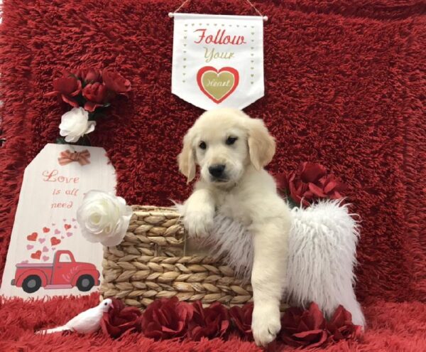 Golden Retriever-DOG-Male-Golden-6635-Petland Robinson, Pittsburgh, PA