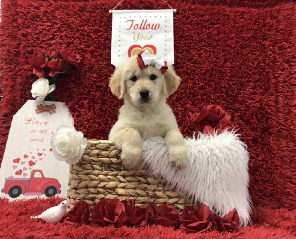 Golden Retriever-DOG-Female-Golden-6636-Petland Robinson, Pittsburgh, PA
