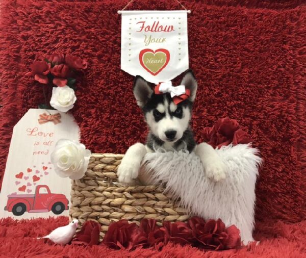 Siberian Husky-DOG-Female-Black / White-6639-Petland Robinson, Pittsburgh, PA