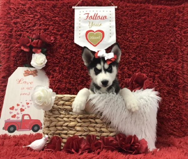 Siberian Husky DOG Female Black / White 6639 Petland Robinson, PA