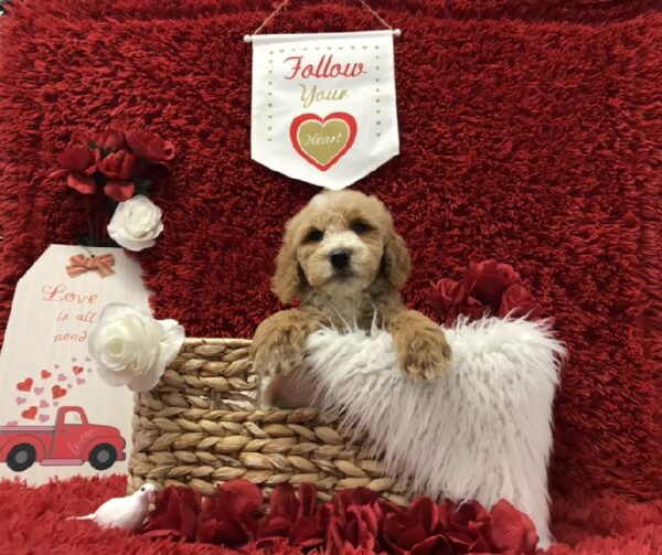 Goldendoodle 2nd Gen.-DOG-Male-Golden-6637-Petland Robinson, Pittsburgh, PA