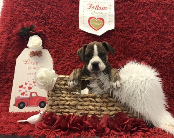 Old English Bulldog-DOG-Male-Red Brindle and White-6647-Petland Robinson, Pittsburgh, PA