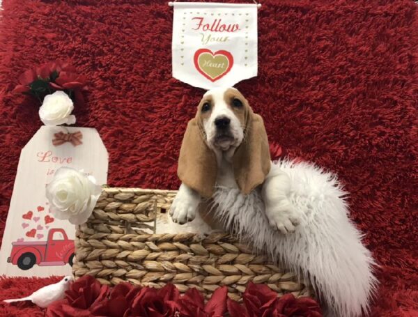 Basset Hound-DOG-Female-Red and White-6649-Petland Robinson, Pittsburgh, PA
