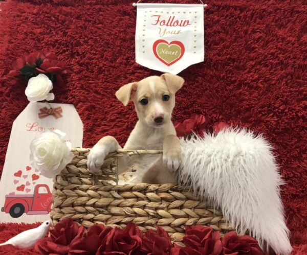 Mountain Fiest-DOG-Female-Cream-6651-Petland Robinson, Pittsburgh, PA