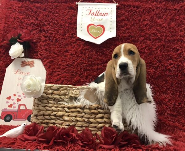 Basset Hound-DOG-Female-Black Red and White-6643-Petland Robinson, Pittsburgh, PA