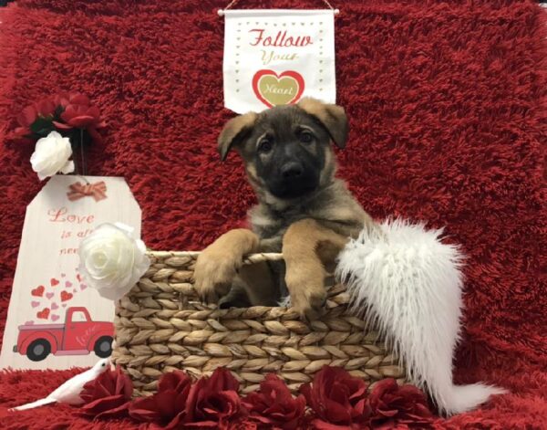 German Shepherd-DOG-Male-Sable-6653-Petland Robinson, Pittsburgh, PA