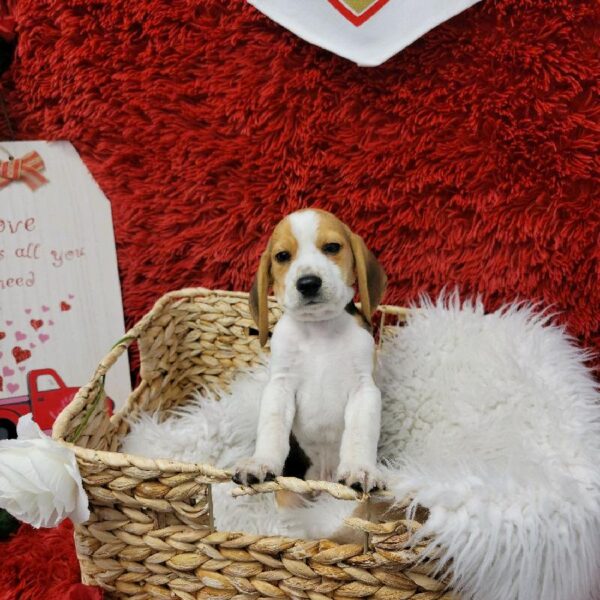 Beagle-DOG-Male-Black White / Tan-6659-Petland Robinson, Pittsburgh, PA