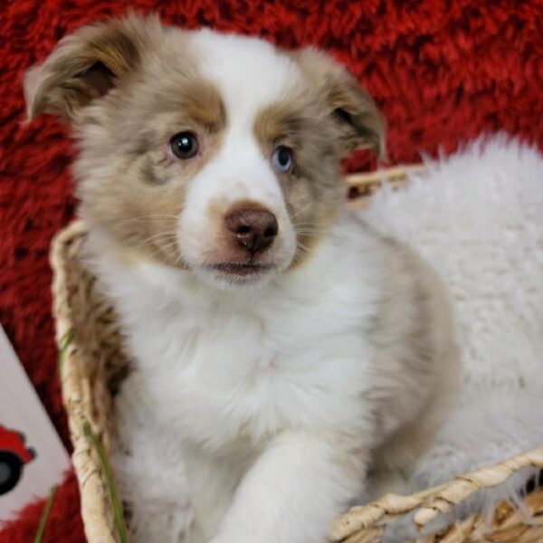 Toy Australian Shepherd DOG Male Red Merle 6658 Petland Robinson, PA