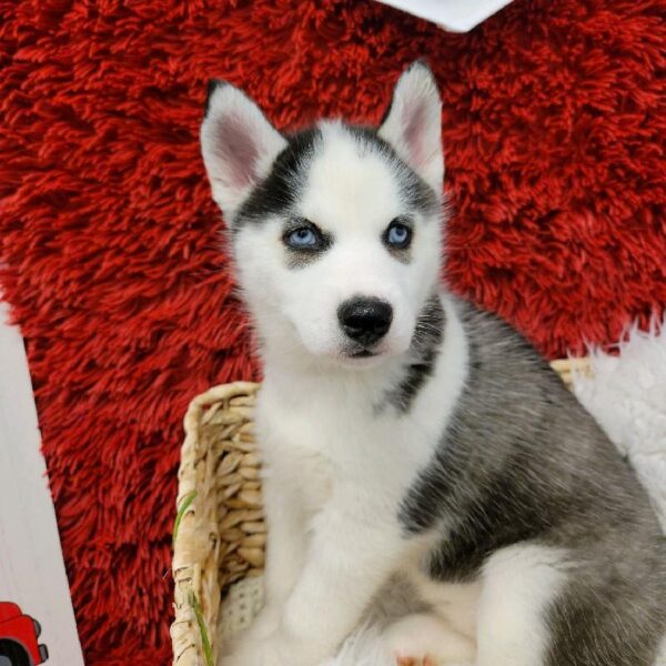 Siberian Husky-DOG-Female-Black / White-6656-Petland Robinson, Pittsburgh, PA