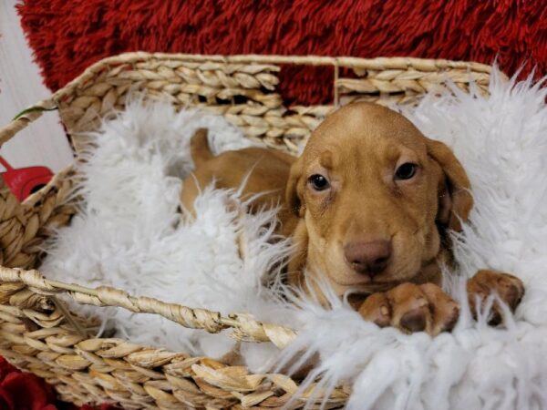 Vizsla DOG Male Red 6657 Petland Robinson, PA