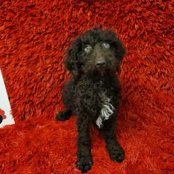 Goldendoodle-DOG-Female-Chocolate-6660-Petland Robinson, Pittsburgh, PA
