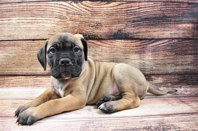 Bullmastiff DOG Male Fawn 6662 Petland Robinson, PA