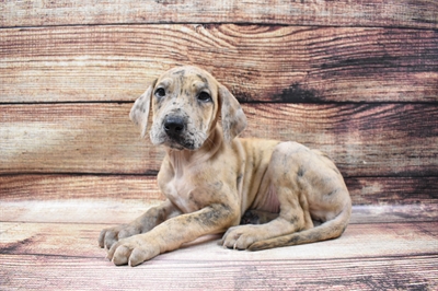 Great Dane DOG Female Merle 6663 Petland Robinson, PA