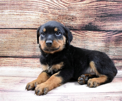 Rottweiler DOG Female Black and Mahogany 6664 Petland Robinson, PA