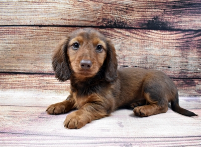 Dachshund-DOG-Male-Red-6665-Petland Robinson, Pittsburgh, PA