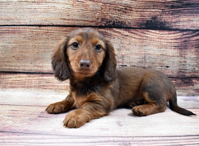 Dachshund DOG Male Red 6665 Petland Robinson, PA