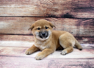 Shiba Inu-DOG-Female-Red-6666-Petland Robinson, Pittsburgh, PA