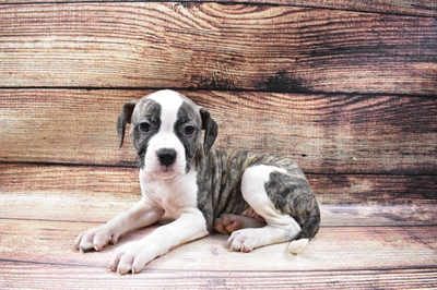 American Bulldog DOG Female White and Brindle 6667 Petland Robinson, PA