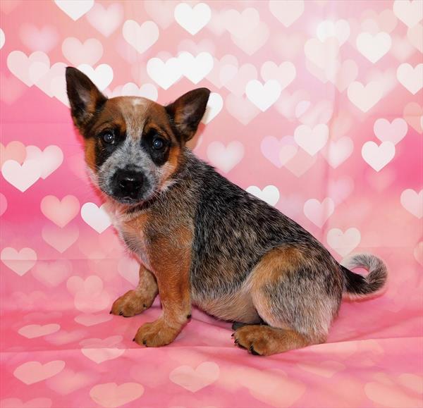 Heeler DOG Male Red Merle 6679 Petland Robinson, PA